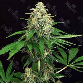 Mango Cream feminised Exotic Seed