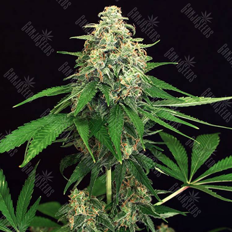 заказ семян конопли Москва Mango Cream feminised Exotic Seed