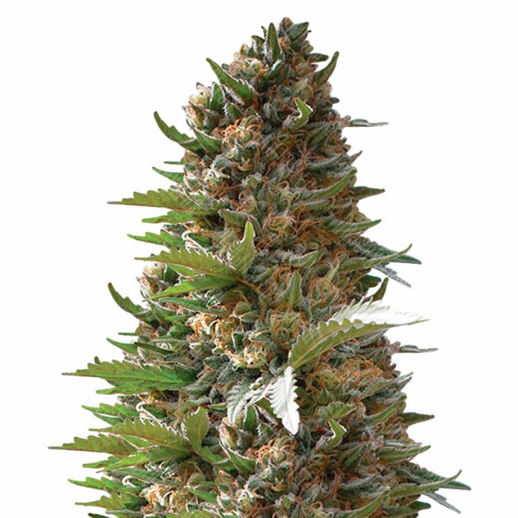 семена конопли аутдор Over Dawg feminised Medical Seeds
