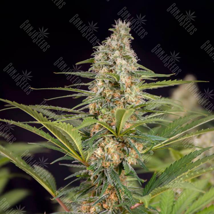 Семена Auto Doctor's Choice feminised Ganja Seeds