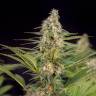 Семена Auto Doctor's Choice feminised Ganja Seeds