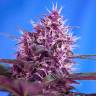 семена конопли курьером Blueberry regular Ganja Seeds