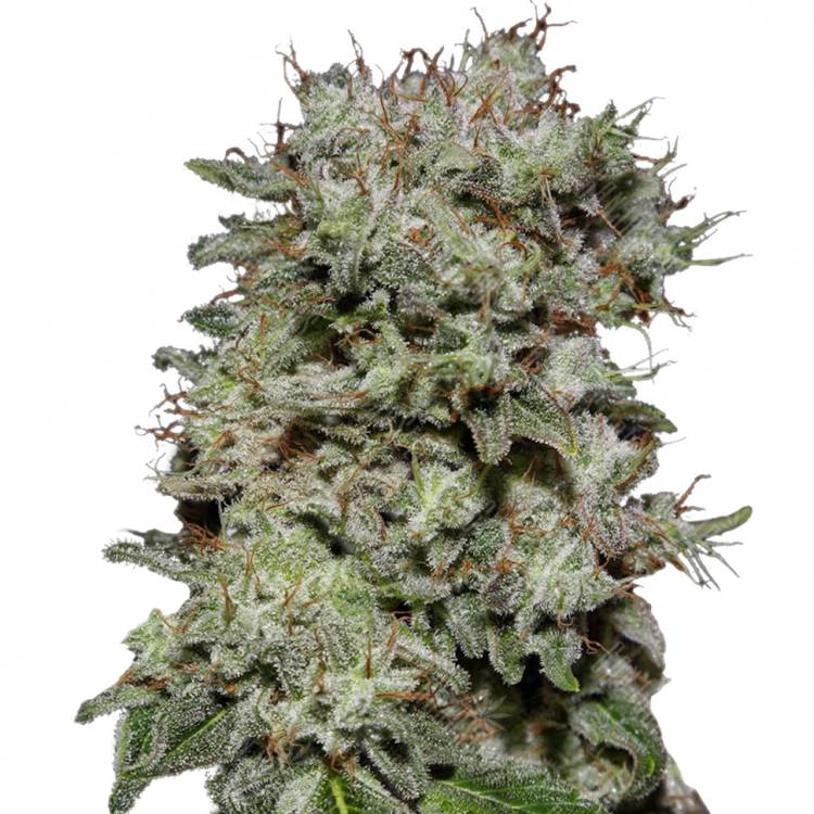 семена индийской конопли Kalashnikova feminised Green House Seeds