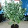 Auto StarRyder feminised Dutch Passion Seeds
