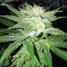 семена конопли курьером Bubba Kush feminised Humboldt Seeds семена конопли курьером Bubba Kush feminised Humboldt Seeds