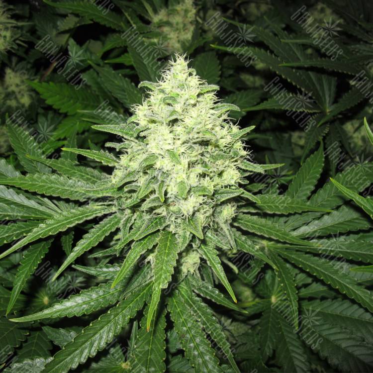 семена индийской конопли Prozack feminised Medical Seeds семена индийской конопли Prozack feminised Medical Seeds
