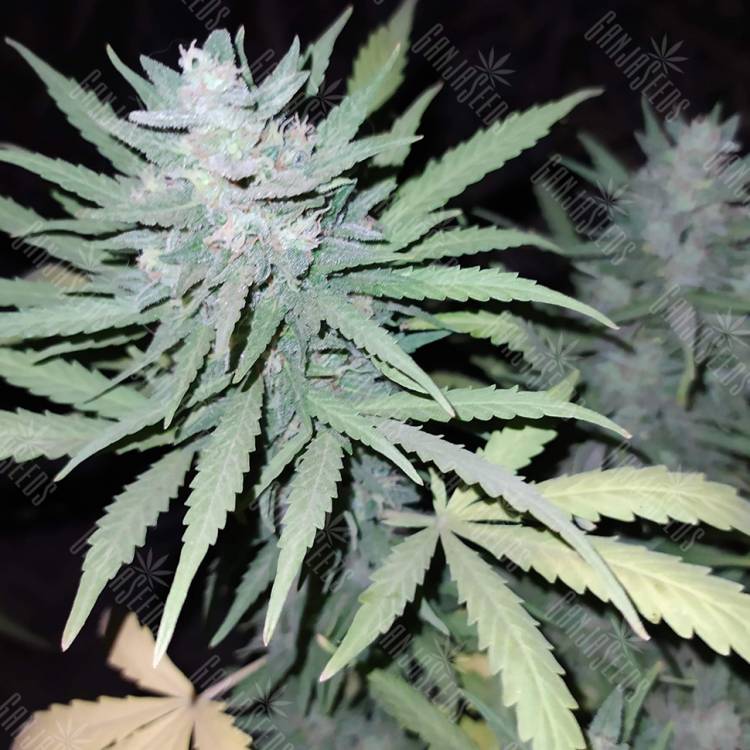 семена конопли в России Anesthesia feminised Pyramid Seeds семена конопли в России Anesthesia feminised Pyramid Seeds