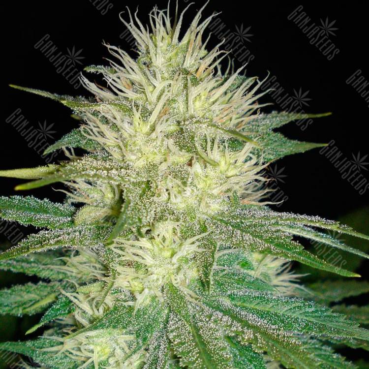 семена конопли интернет магазин White Russian feminised GanjaLiveSeeds