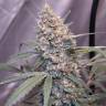 Семена конопли Auto Gorilla Girl XL feminised Ganja Seeds Семена конопли Auto Gorilla Girl XL feminised Ganja Seeds