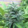 семена конопли Москва Super Critical feminised Green House Seeds семена конопли Москва Super Critical feminised Green House Seeds