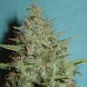 семена конопли в России Super Critical feminised Green House Seeds семена конопли в России Super Critical feminised Green House Seeds
