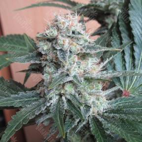 Auto Mohan Ram regular Ganja Seeds