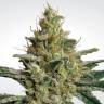 семена конопли с доставкой Allkush feminised Paradise Seeds семена конопли с доставкой Allkush feminised Paradise Seeds