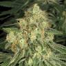 семена конопли гидропоники Allkush feminised Paradise Seeds семена конопли гидропоники Allkush feminised Paradise Seeds