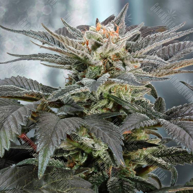 заказать качественные семена конопли Fruit Spirit feminised Royal Queen заказать качественные семена конопли Fruit Spirit feminised Royal Queen