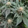 заказать на сайте семена конопли Fruit Spirit feminised Royal Queen заказать на сайте семена конопли Fruit Spirit feminised Royal Queen