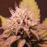 семена конопли сорта сатива Black Jack F1 Fast Version feminised Sweet Seeds семена конопли сорта сатива Black Jack F1 Fast Version feminised Sweet Seeds