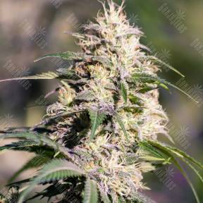 Big Bud feminised GanjaLiveSeeds