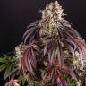 Семена Auto Purple Punch OG XL feminised Ganja Seeds