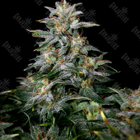 Auto Lowryder #2 regular Ganja Seeds