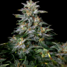 купить семена конопли Auto Lowryder #2 regular купить семена конопли Auto Lowryder #2 regular