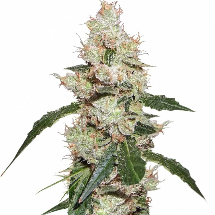 регулярные семена конопли купить White Widow regular