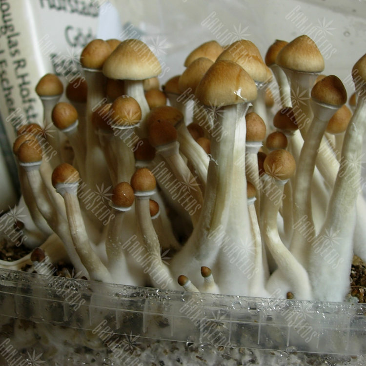 купить отпечатки псилоцибиновых грибов Mexican