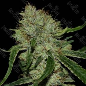 Tangilope feminised DNA Genetics