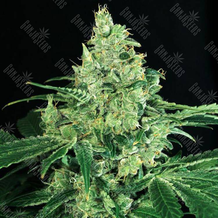 семена конопли для посадки купить Sir Jack feminised Exotic Seed