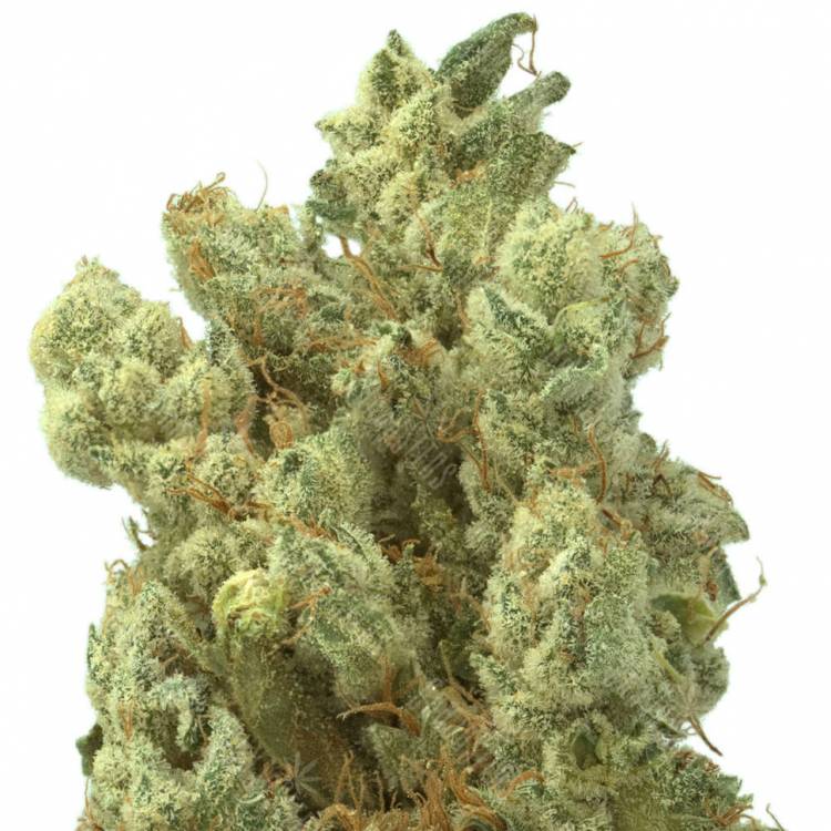 качественные семена конопли Sour Glue feminised Medical Seeds