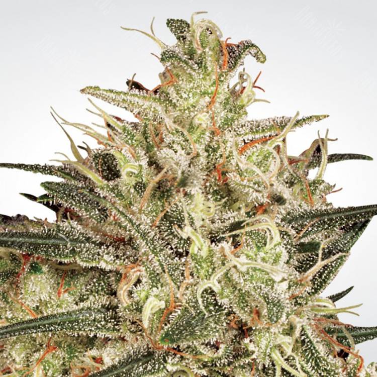 мощные семена конопли Atomical Haze feminised Paradise Seeds мощные семена конопли Atomical Haze feminised Paradise Seeds