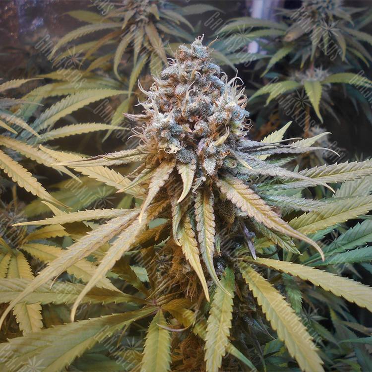 семена конопли курьером Amnesia Gold feminised Pyramid Seeds