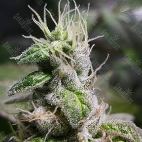 Fat Banana feminised Royal Queen