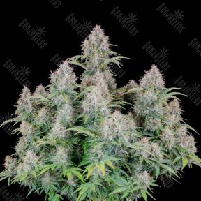 Auto Cinderella feminised Ganja Seeds