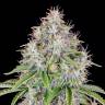 Семена конопли Auto Cinderella feminised Ganja Seeds Семена конопли Auto Cinderella feminised Ganja Seeds