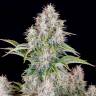 Семена каннабиса Auto Cinderella feminised Ganja Seeds Семена каннабиса Auto Cinderella feminised Ganja Seeds