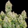 Купить семена конопли Auto Cinderella feminised Ganja Seeds в Украине Купить семена конопли Auto Cinderella feminised Ganja Seeds в Украине