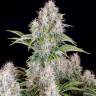 Заказать семена Auto Cinderella feminised Ganja Seeds Заказать семена Auto Cinderella feminised Ganja Seeds