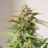 Семена Auto Cinderella feminised Ganja Seeds недорого Семена Auto Cinderella feminised Ganja Seeds недорого