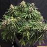 Семена Auto Cinderella feminised Ganja Seeds с доставкой Семена Auto Cinderella feminised Ganja Seeds с доставкой