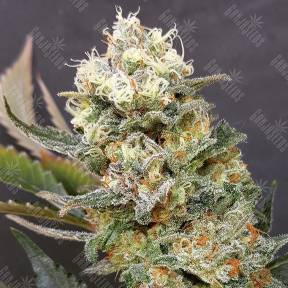 AK 47 x Black Domina feminised Breeders Community Seeds
