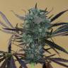 Chemdog regular Ganja Seeds