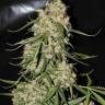 Auto Moscow regular Ganja Seeds Auto Moscow regular Ganja Seeds