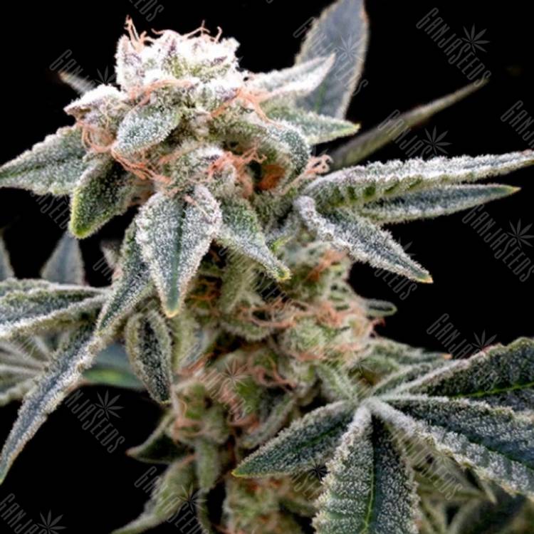 купить семена конопли White Alien feminised DNA Genetics