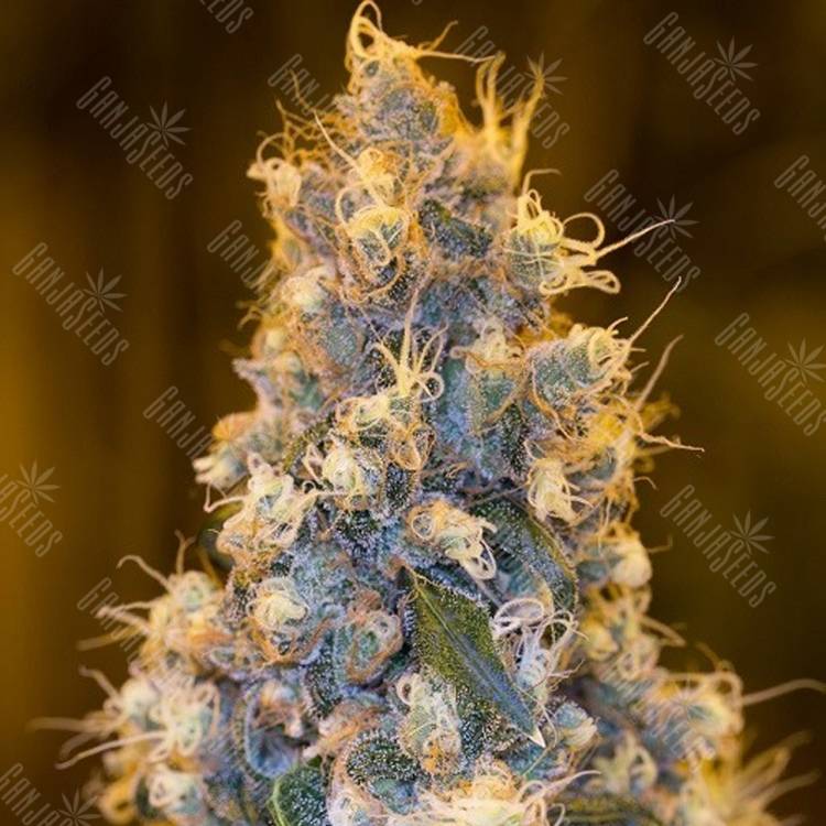 семена конопли с доставкой Blue Fire feminised Humboldt Seeds