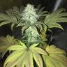 семена индийской конопли Blue Fire feminised Humboldt Seeds