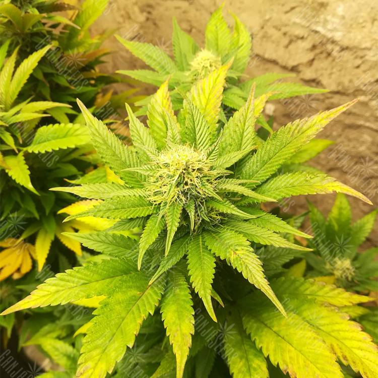 урожайные семена конопли Belladonna feminised Paradise Seeds