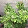 семена конопли гидропоники American Pie feminised Pyramid Seeds