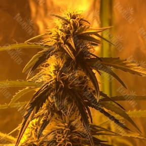 Botafumeiros feminised Sweet Seeds