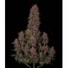 где купить семена конопли в спб Auto Fast Bud #2 feminised